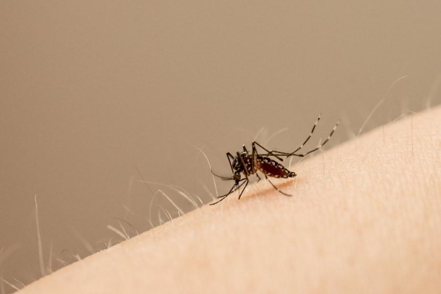 На Филиппинах лихорадка денге