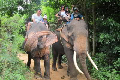 Туристы взбесили слона в Таиланде