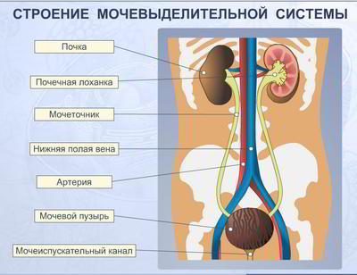 Профилактика инфекции мочевых путей