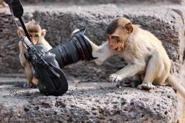 Сочи: фото с обезьянками уходят в прошлое