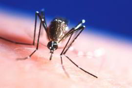 В Таиланде эпидемия лихорадки денге