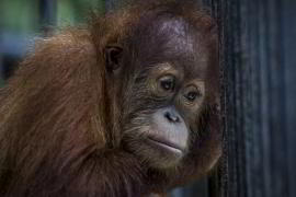 Россиянина в Индонезии посадили из-за орангутана   