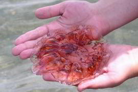 Медузы атакуют канарские пляжи