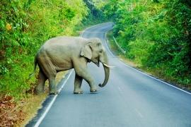 Слон в Таиланде прилег на автомобиль с туристами