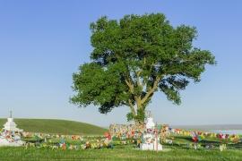 История деревьев: необычный конкурс прошел в Европе