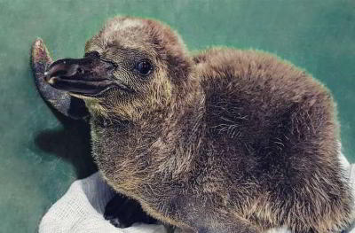 В Московском зоопарке на свет появились пингвины Гумбольдта